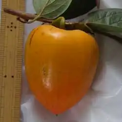色づいた柿の実