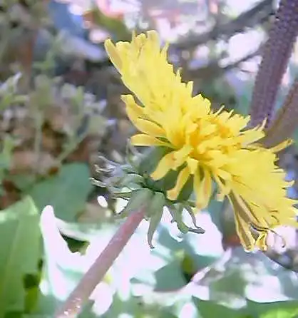セイヨウタンポポの花2002年2月16日撮影
