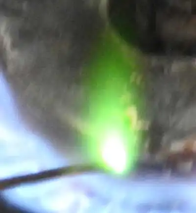 銅線をガスコンロの炎で熱して出した炎色反応写真