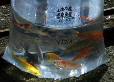 道の駅で袋入りで売られていた錦鯉の稚魚の写真