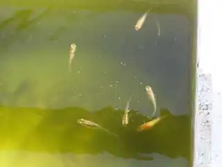 青水を泳ぐメダカの写真
